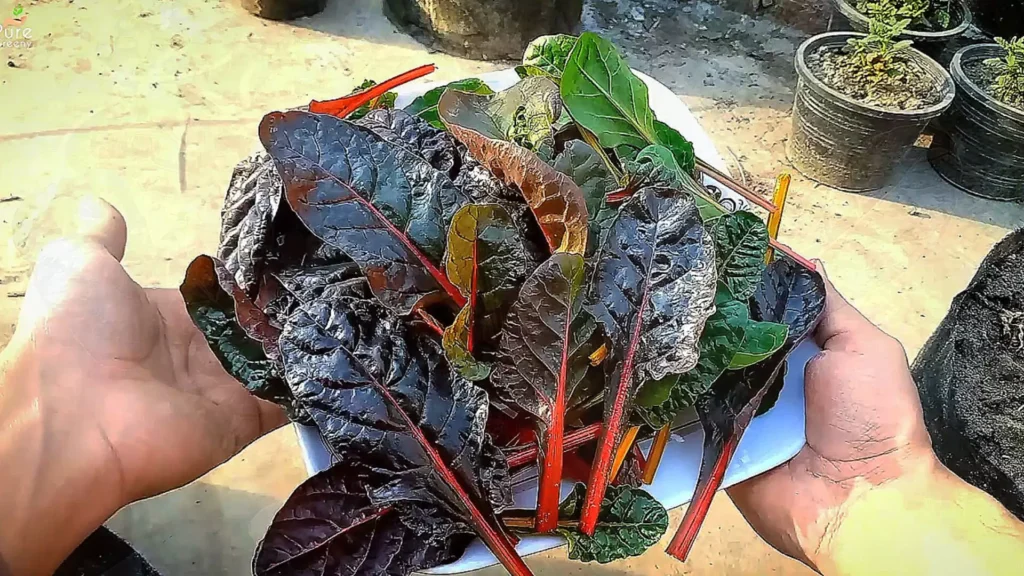 Harvesting Swiss Chard Leaves