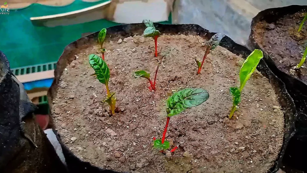 Swiss Chard Plants