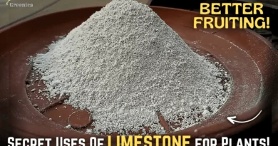 SECRET Uses of LimeStone Powder For Plants, & The Correct Way To Use It!