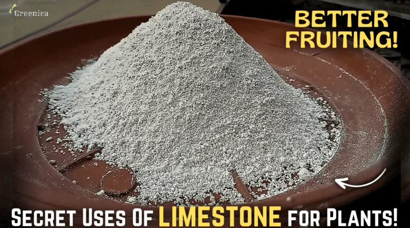 SECRET Uses of LimeStone Powder For Plants, & The Correct Way To Use It!