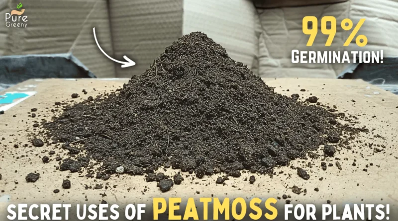 Miracles Of Peat Moss For Plants! (DO & DONT's)