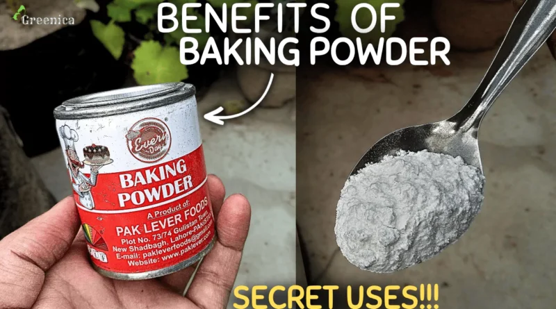 SECRET Uses of Baking Powder For Plants! (USE or NOT?)