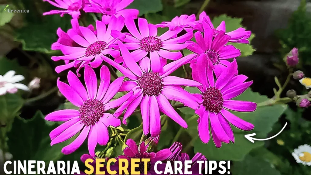 7 TIPS - Cineraria Flower Plant Care! (MORE FLOWERS)