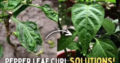 How To Treat Pepper Leaf Curl Disease STEP BY STEP?