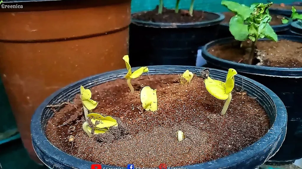 Sprouted Seeds